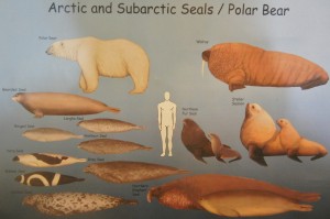 How big is a Polar Bear?
