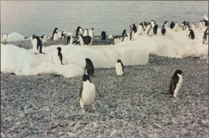 The Beautiful Adelie Penguins arriving on a beach.