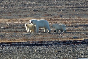 30.8.15 polar bear