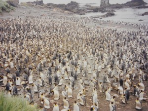 King Penguin Colony 