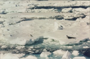 A Seal on Sea Ice.