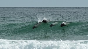 Surfing Dolfins