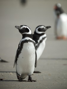 Magellan Penguin