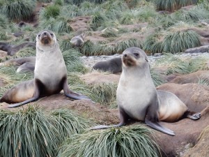 These are pups. But Fur Seals grow to 3 m long and weigh up to 317 kg and live 12-30 yrs
