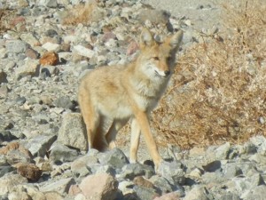 This Coyote was looking for hand outs in Death Valley.